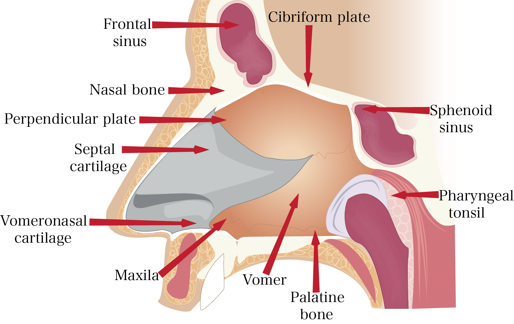 septal cartilage